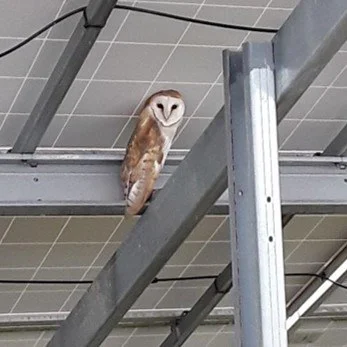 Barn Owl