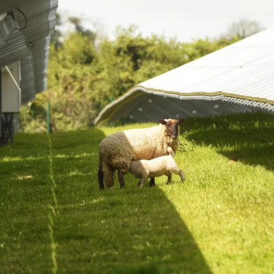 Lamb