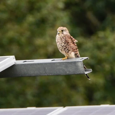 Sparrow hawk