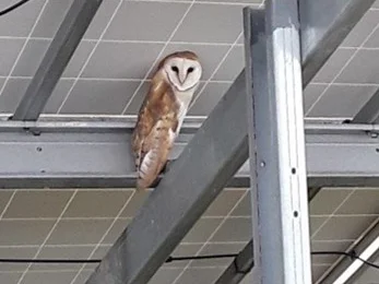 Barn Owl