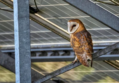 Barn owl uncropped