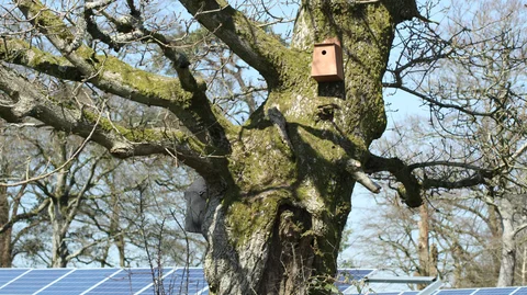 Bird Bat box