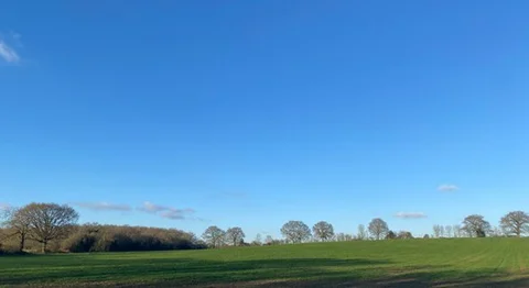 Frog Lane