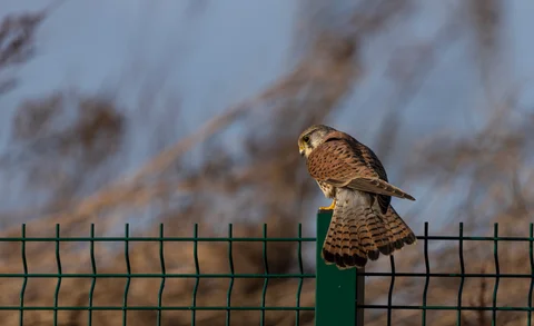 Kestrel Fareham