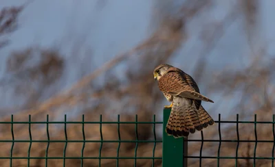 Kestrel Fareham