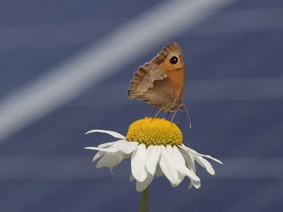 Meadow Brown Butterfly June 2023 1 002 jhg