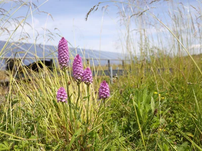 Pyramidal Orchid