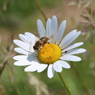 Solar swale June2018 bee1jpg