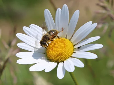 Solar swale June2018 bee1jpg