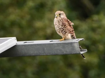 Sparrow hawk