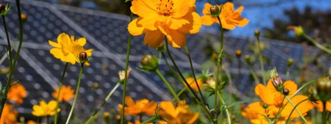 Sustainability in action with cosmos flowers and solar panels coexisting in a pollinator garden on a sunny fall day