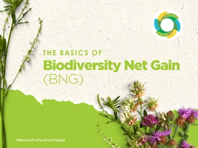 The basics of BNG